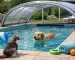 Sistem sigur pentru piscina cu animale acasă