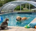 Sistem sigur pentru piscina cu animale acasă